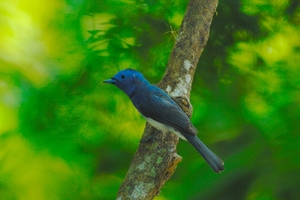 黑枕藍鶲鳥