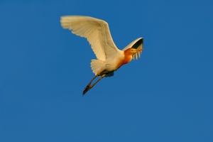 黃頭鷺鳥