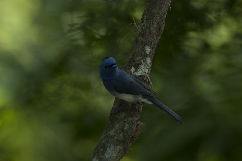 黑枕藍鶲鳥 美麗 聰明的藍色小精靈 南寶鄉村實業股份有限公司 南寳高爾夫球場
